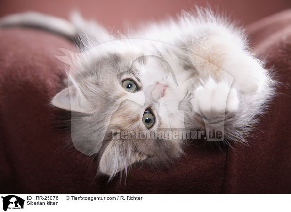 Sibirisches Ktzchen / Siberian kitten / RR-25076