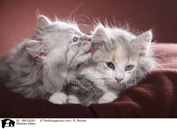 Sibirisches Ktzchen / Siberian kitten / RR-25081