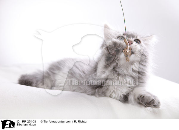 Sibirisches Ktzchen / Siberian kitten / RR-25108
