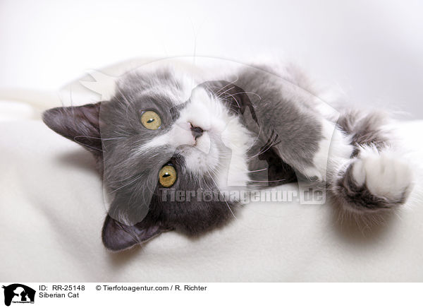 Sibirische Katze / Siberian Cat / RR-25148