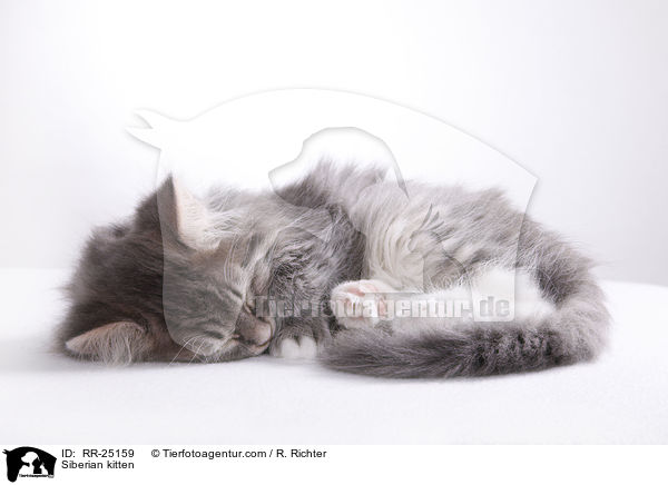 Sibirisches Ktzchen / Siberian kitten / RR-25159