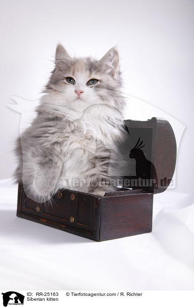 Sibirisches Ktzchen / Siberian kitten / RR-25163