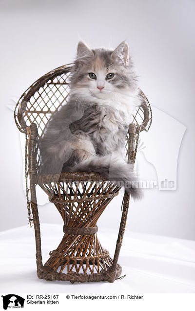 Sibirisches Ktzchen / Siberian kitten / RR-25167