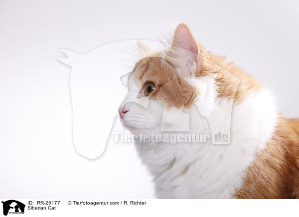Sibirische Katze / Siberian Cat / RR-25177