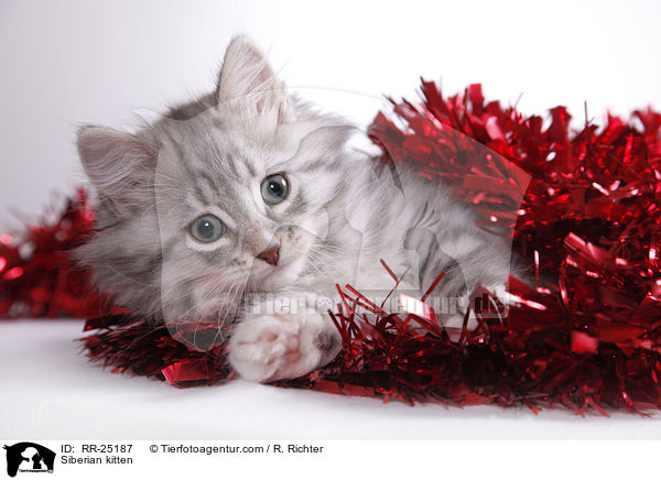 Sibirisches Ktzchen / Siberian kitten / RR-25187