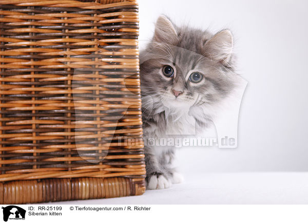 Sibirisches Ktzchen / Siberian kitten / RR-25199