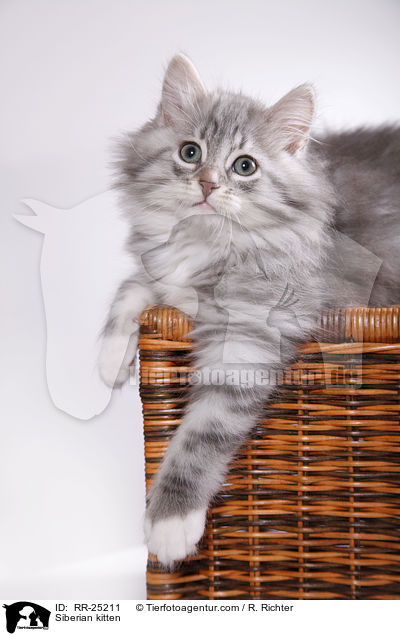 Sibirisches Ktzchen / Siberian kitten / RR-25211