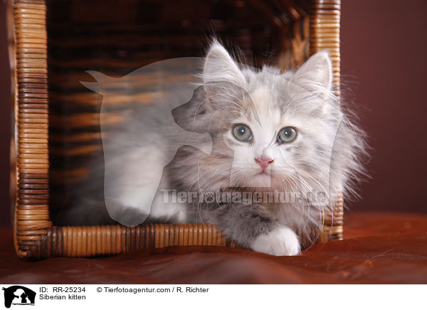 Sibirisches Ktzchen / Siberian kitten / RR-25234