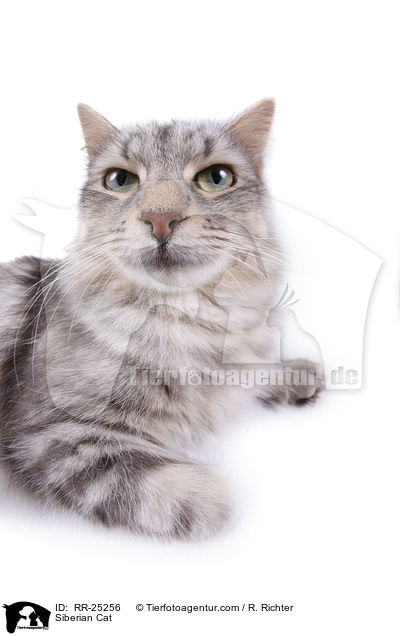 Sibirische Katze / Siberian Cat / RR-25256