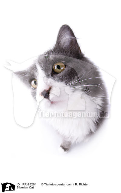 Siberian Cat / RR-25261