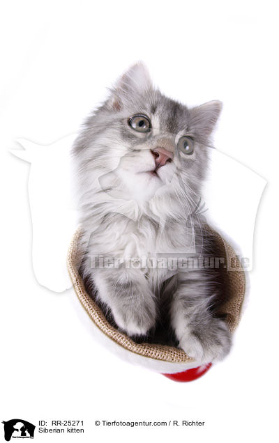 Sibirisches Ktzchen / Siberian kitten / RR-25271