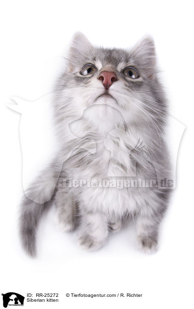 Siberian kitten / RR-25272