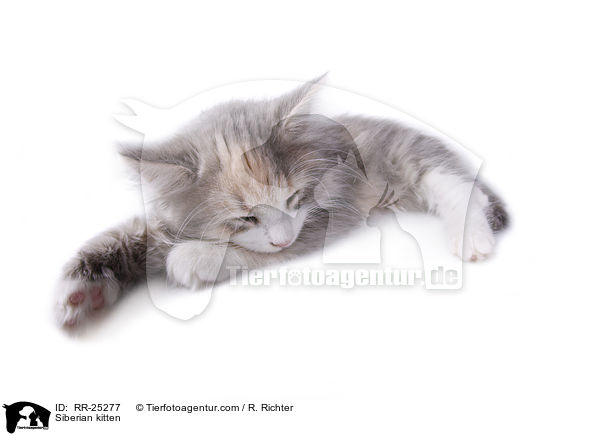 Sibirisches Ktzchen / Siberian kitten / RR-25277