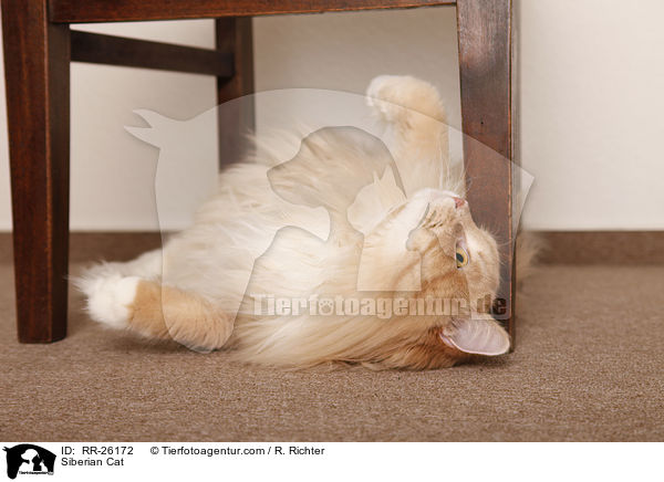 Sibirische Katze / Siberian Cat / RR-26172