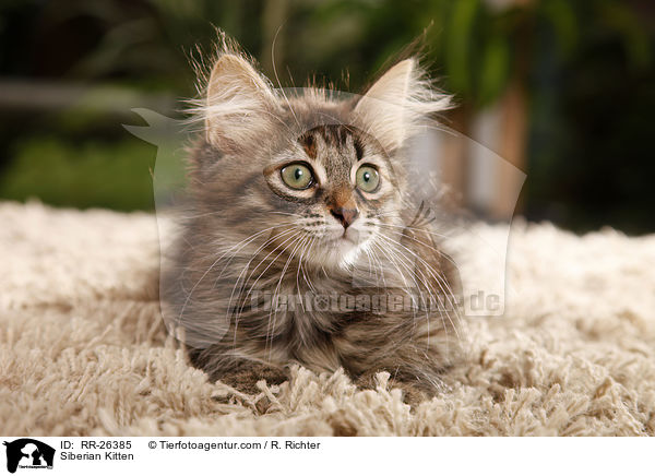 Sibirisches Ktzchen / Siberian Kitten / RR-26385