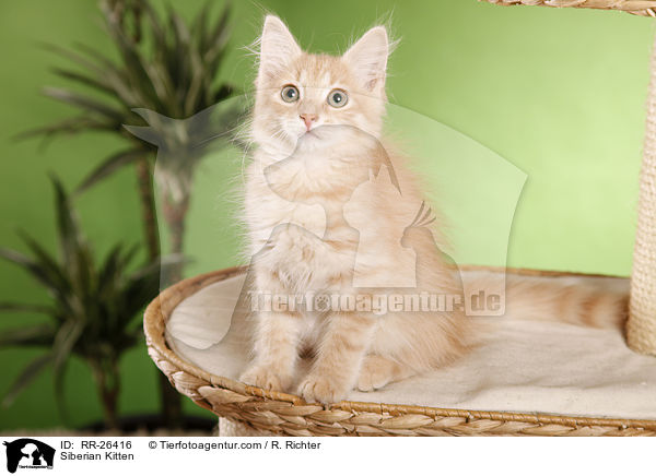 Sibirisches Ktzchen / Siberian Kitten / RR-26416