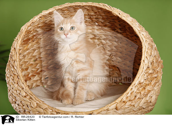 Sibirisches Ktzchen / Siberian Kitten / RR-26420