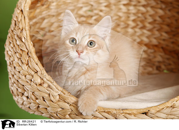 Sibirisches K�tzchen / Siberian Kitten / RR-26421