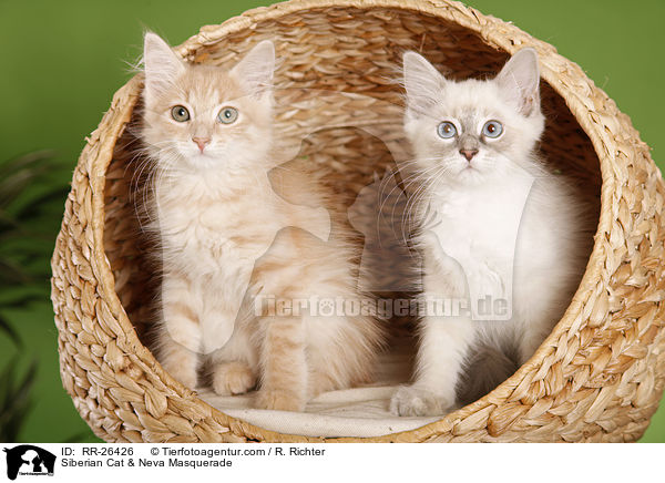 Sibirische Katze & Neva Masquerade / Siberian Cat & Neva Masquerade / RR-26426