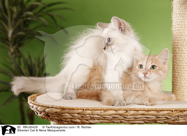 Sibirische Katze & Neva Masquerade / Siberian Cat & Neva Masquerade / RR-26429