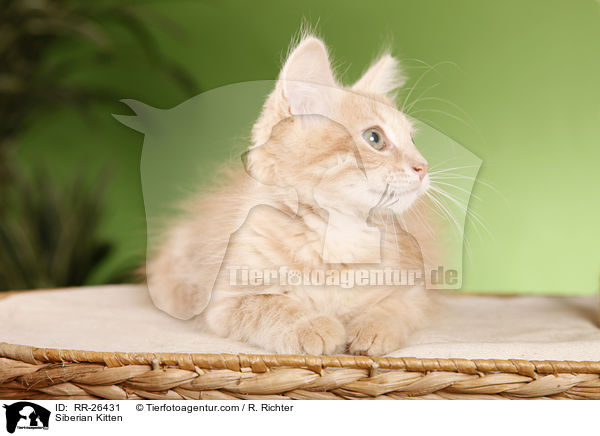 Sibirisches Ktzchen / Siberian Kitten / RR-26431
