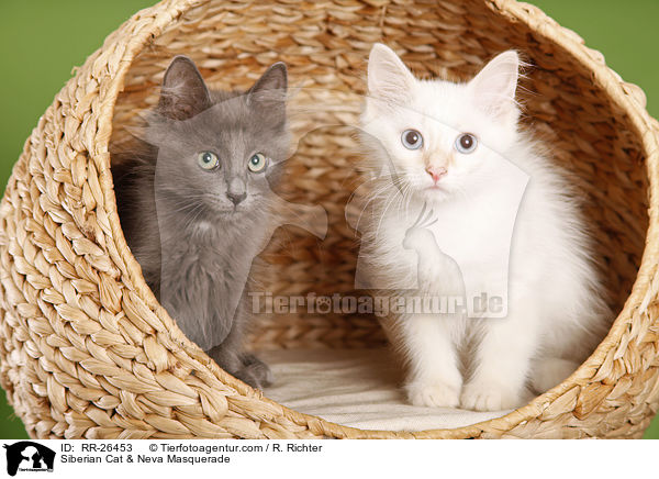 Sibirische Katze & Neva Masquerade / Siberian Cat & Neva Masquerade / RR-26453