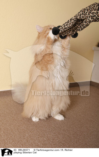 Sibirische Katze mit Spielhandschuh / playing Siberian Cat / RR-26571