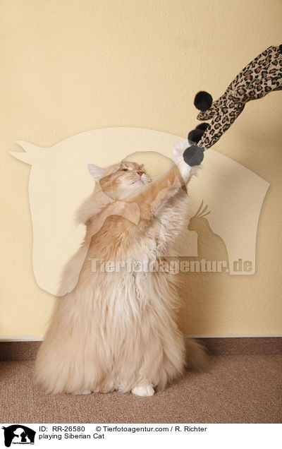 Sibirische Katze mit Spielhandschuh / playing Siberian Cat / RR-26580