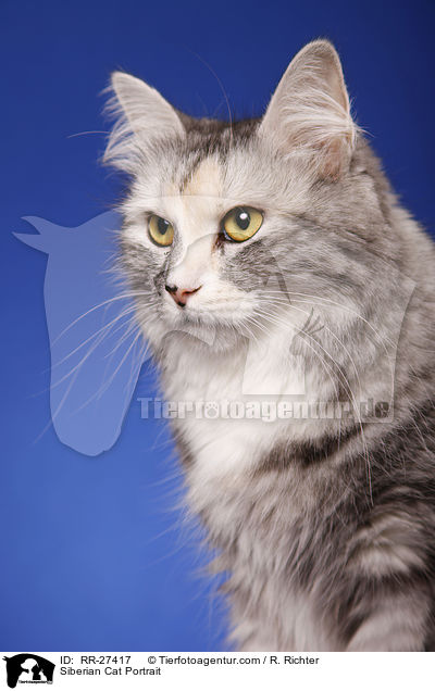 Sibirische Katze Portrait / Siberian Cat Portrait / RR-27417
