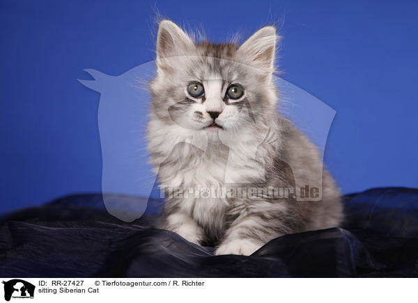 sitzende Sibirische Katze / sitting Siberian Cat / RR-27427