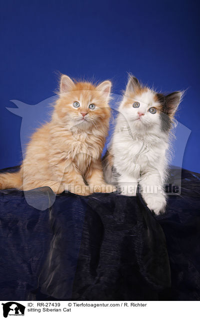 sitzende Sibirische Katze / sitting Siberian Cat / RR-27439