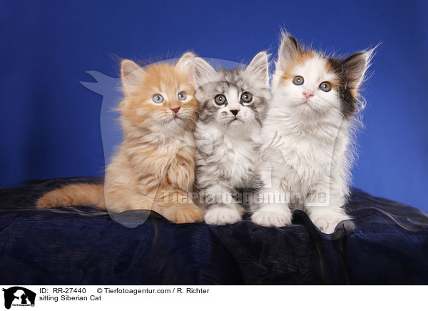 sitzende Sibirische Katze / sitting Siberian Cat / RR-27440