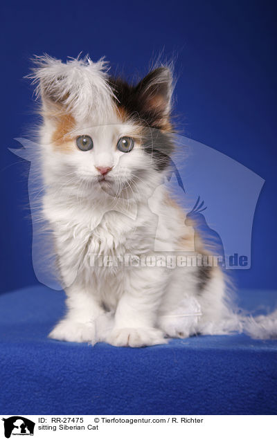 sitzende Sibirische Katze / sitting Siberian Cat / RR-27475
