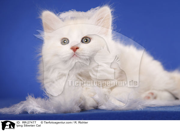 liegende Sibirische Katze / lying Siberian Cat / RR-27477