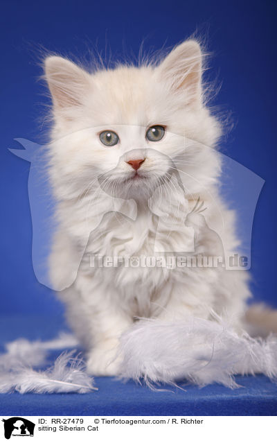 sitzende Sibirische Katze / sitting Siberian Cat / RR-27479
