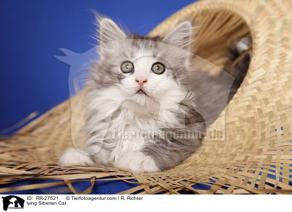 liegende Sibirische Katze / lying Siberian Cat / RR-27521