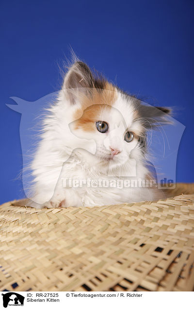 Sibirisches Ktzchen / Siberian Kitten / RR-27525