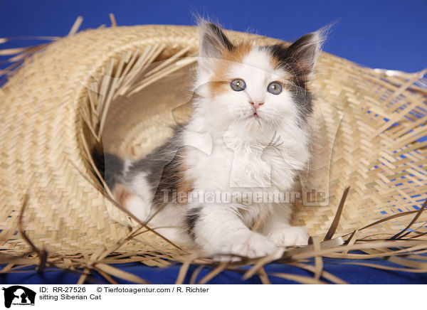 sitzende Sibirische Katze / sitting Siberian Cat / RR-27526