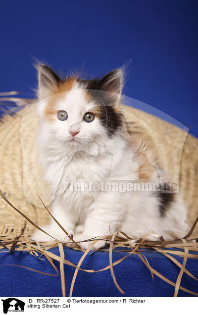 sitzende Sibirische Katze / sitting Siberian Cat / RR-27527