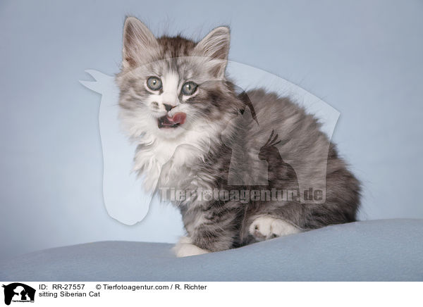 sitzende Sibirische Katze / sitting Siberian Cat / RR-27557