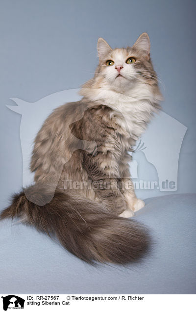 sitzende Sibirische Katze / sitting Siberian Cat / RR-27567