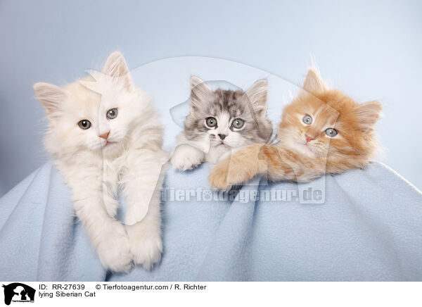 lying Siberian Cat / RR-27639