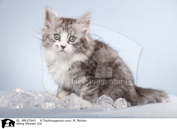 sitzende Sibirische Katze / sitting Siberian Cat / RR-27643