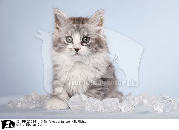 sitzende Sibirische Katze / sitting Siberian Cat / RR-27644