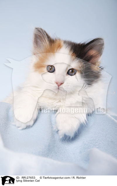 lying Siberian Cat / RR-27653