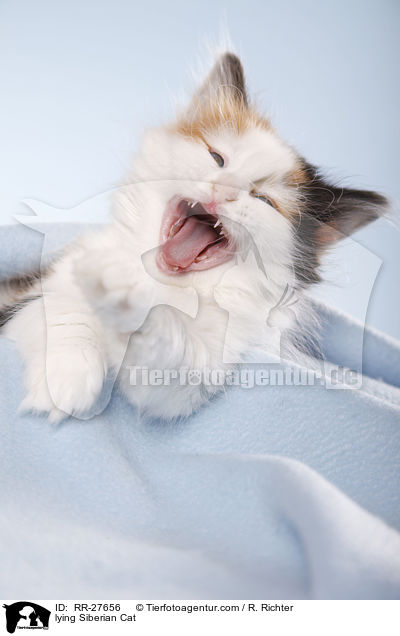lying Siberian Cat / RR-27656