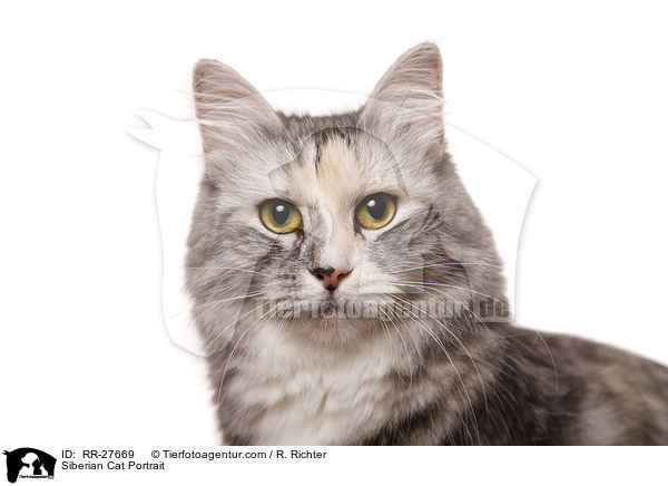 Sibirische Katze Portrait / Siberian Cat Portrait / RR-27669