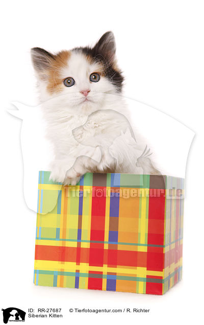Sibirisches Ktzchen / Siberian Kitten / RR-27687