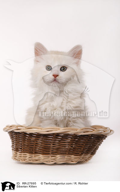 Sibirisches Ktzchen / Siberian Kitten / RR-27695
