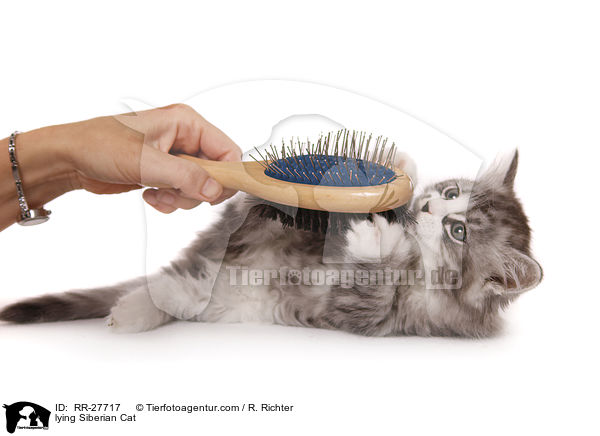 liegende Sibirische Katze / lying Siberian Cat / RR-27717